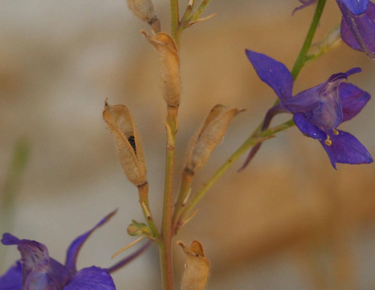 Larkspur fruit